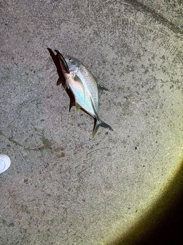 オニヒラアジの釣果