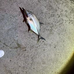 オニヒラアジ