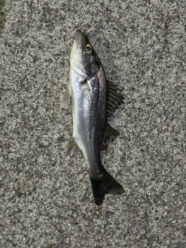 セイゴ（ヒラスズキ）の釣果