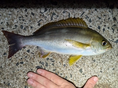 イサキの釣果