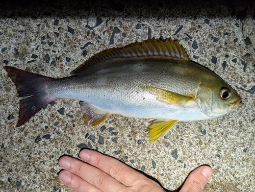 イサキの釣果