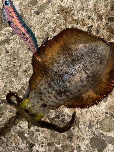 アオリイカの釣果