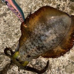 アオリイカ