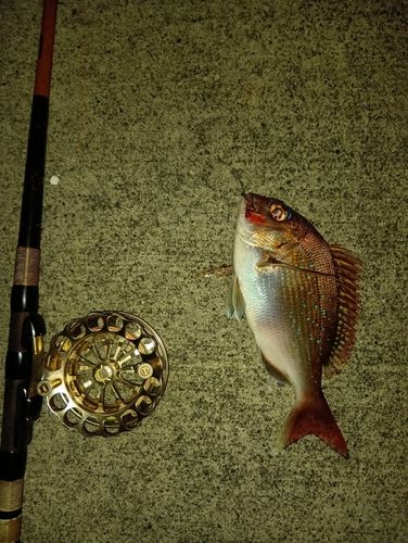 チャリコの釣果