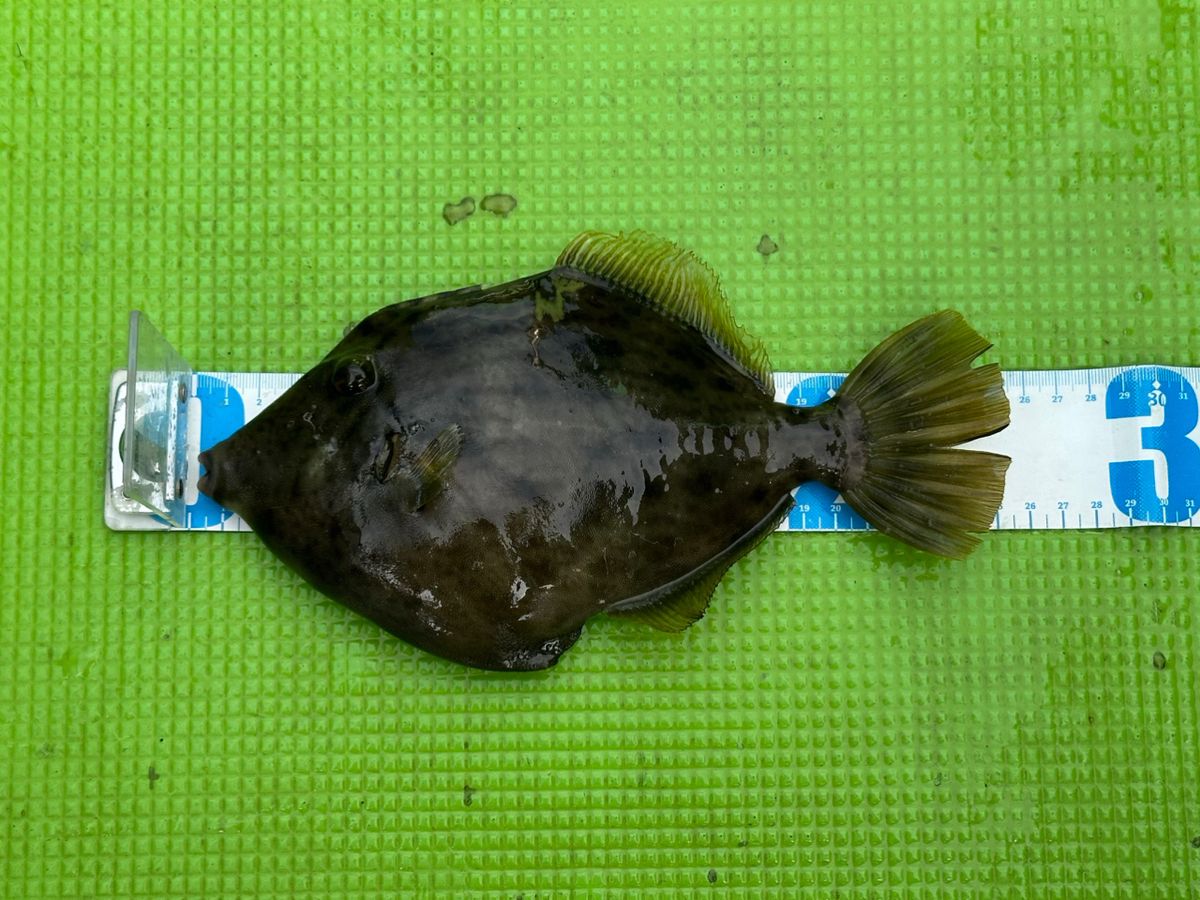 ｺﾀﾚさんの釣果 1枚目の画像