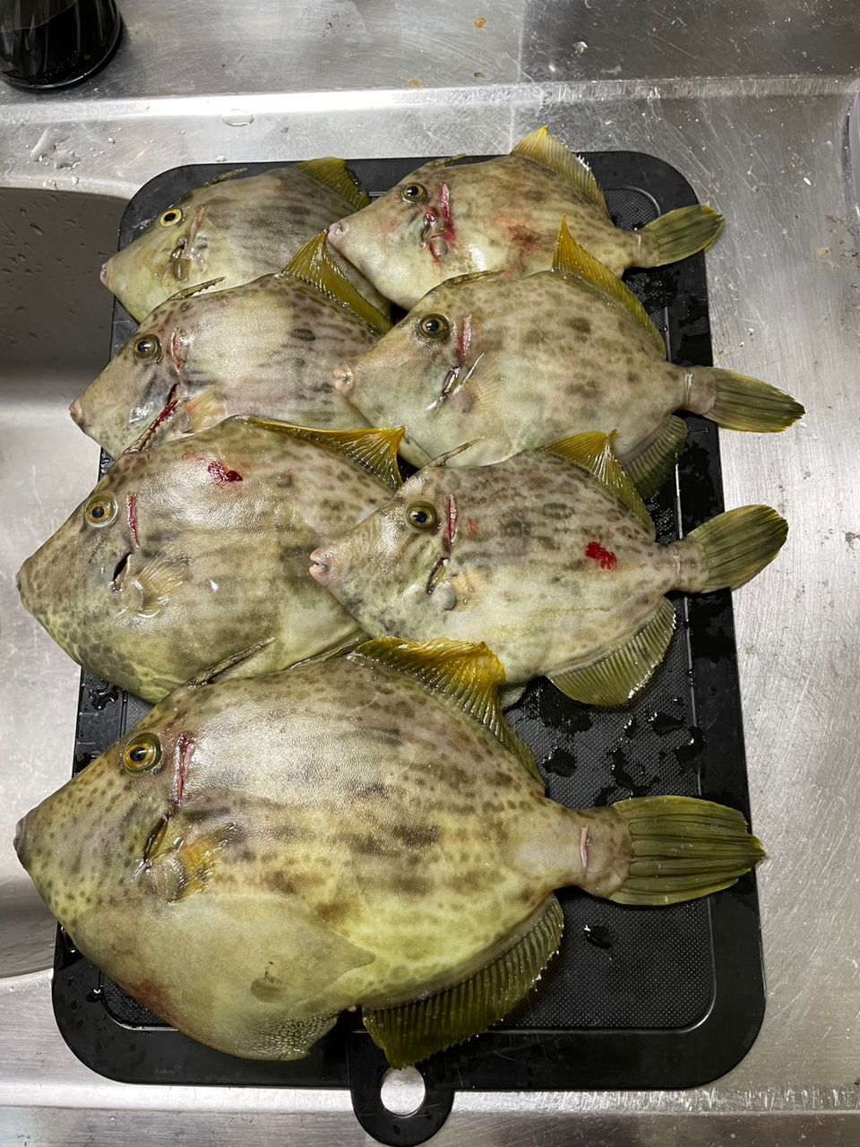 ｺﾀﾚさんの釣果 2枚目の画像