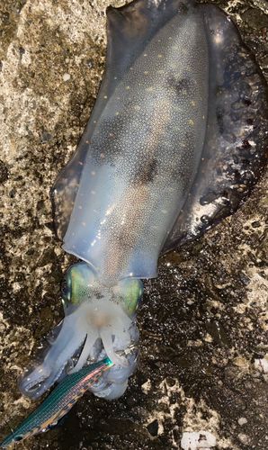 アオリイカの釣果