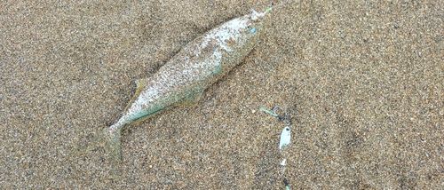 コゾクラの釣果