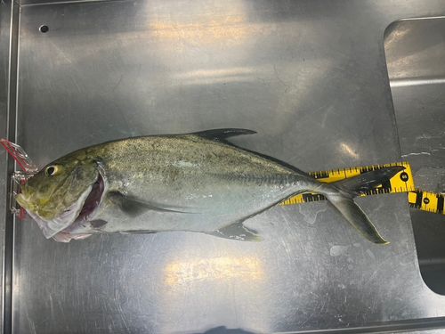 オニヒラアジの釣果