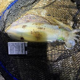 アオリイカ