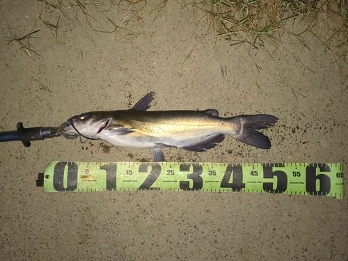 アメリカナマズの釣果