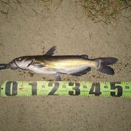 アメリカナマズ