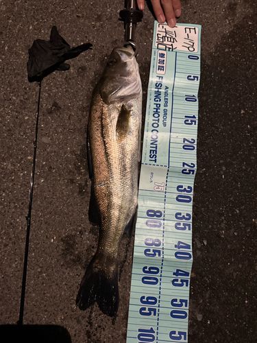 シーバスの釣果
