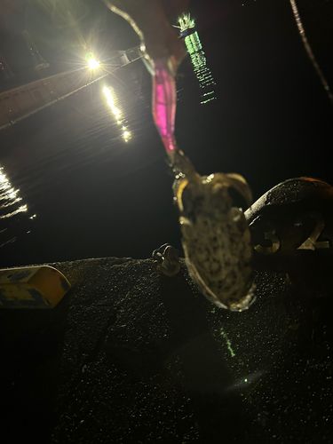 イカの釣果
