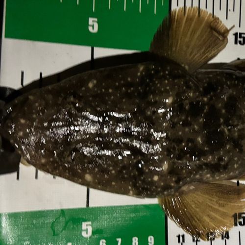 マゴチの釣果