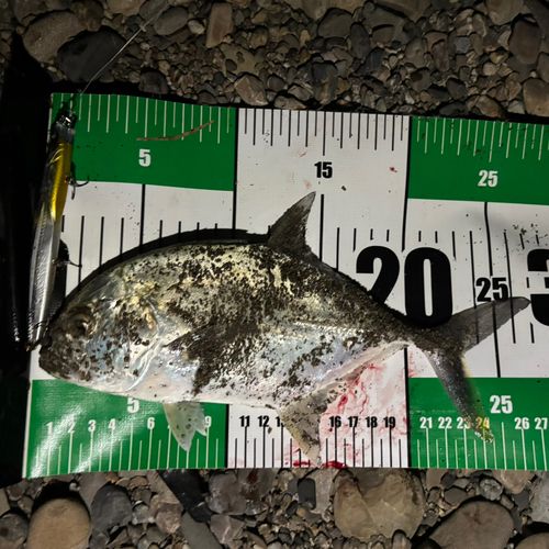 メッキの釣果