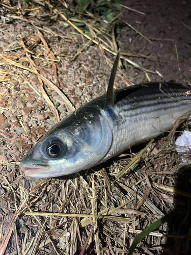 ボラの釣果