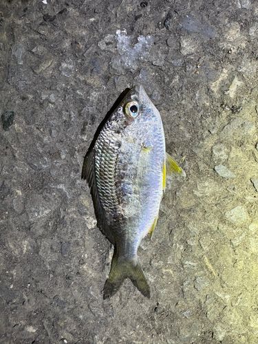 キビレの釣果