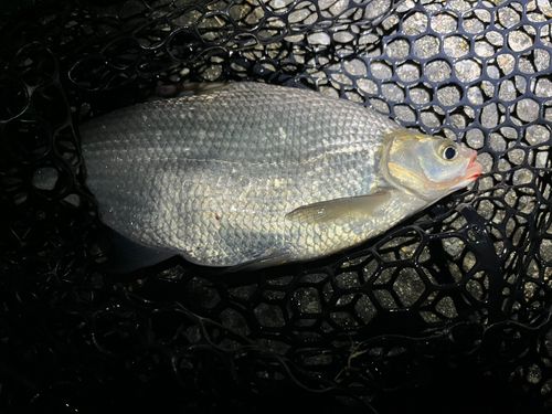 ダントウボウの釣果