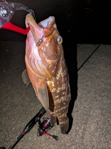 キジハタの釣果