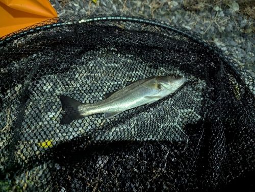 セイゴ(マルスズキ)の釣果