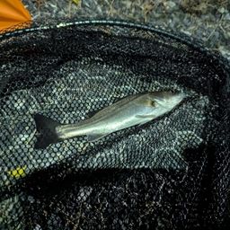 セイゴ(マルスズキ)