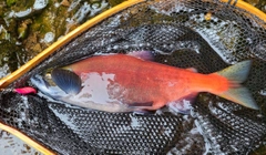 ヒメマスの釣果