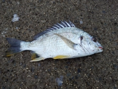 キチヌの釣果