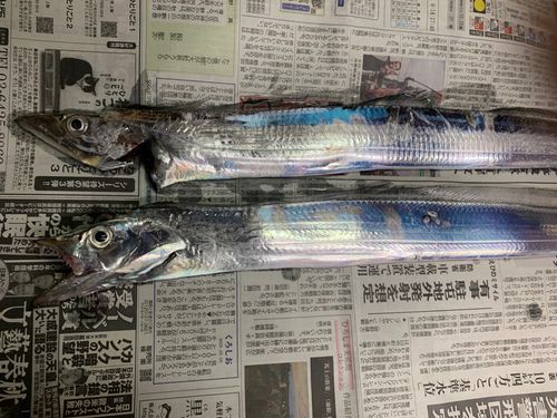 タチウオの釣果