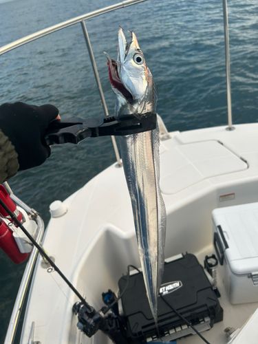 タチウオの釣果