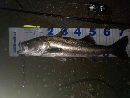 シーバスの釣果