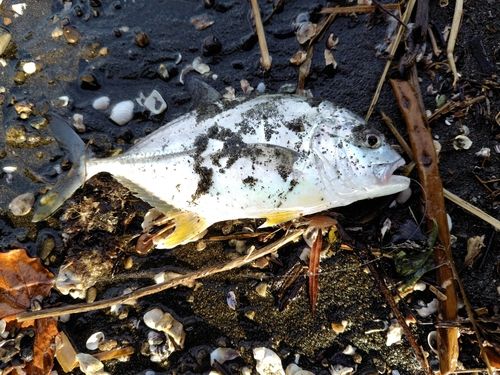 メッキの釣果