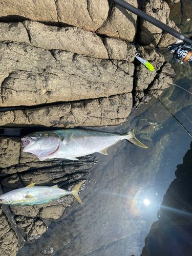 ヒラマサの釣果