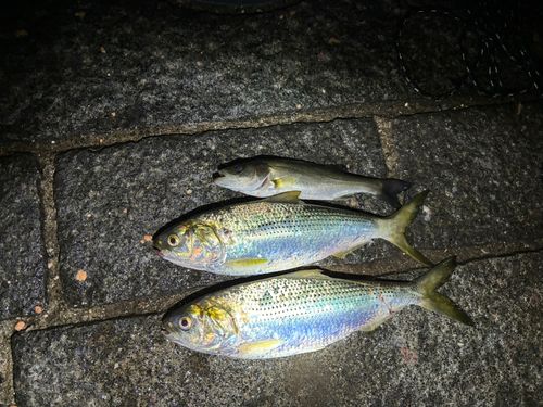 コノシロの釣果