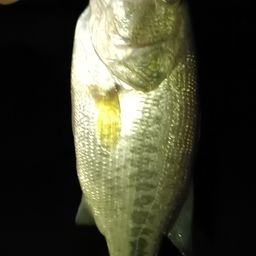 ブラックバス