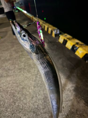 タチウオの釣果