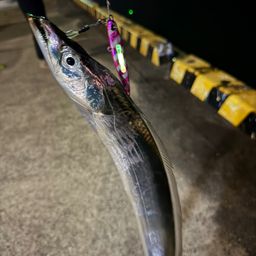 タチウオ