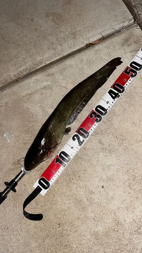 ナマズの釣果