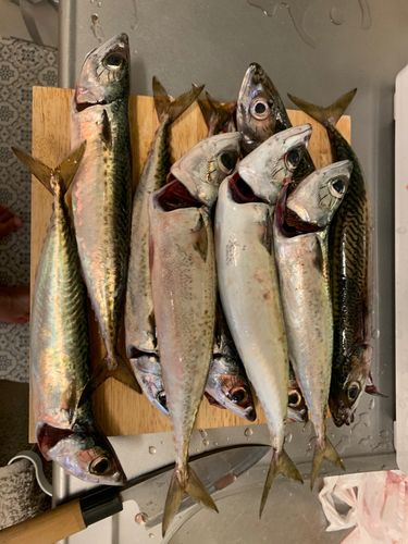 ゴマサバの釣果