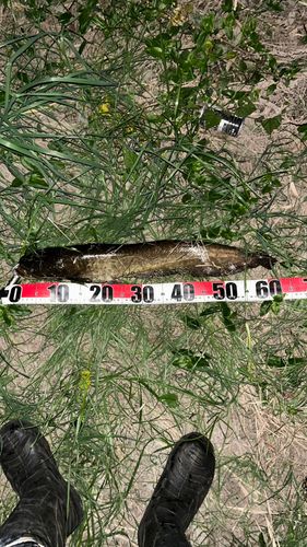 ナマズの釣果