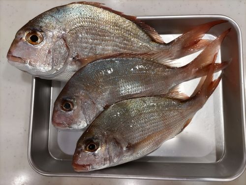 マダイの釣果