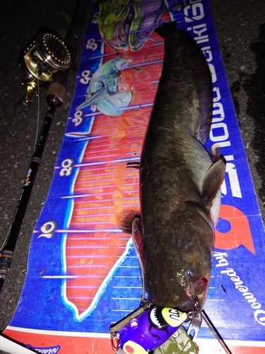 マナマズの釣果