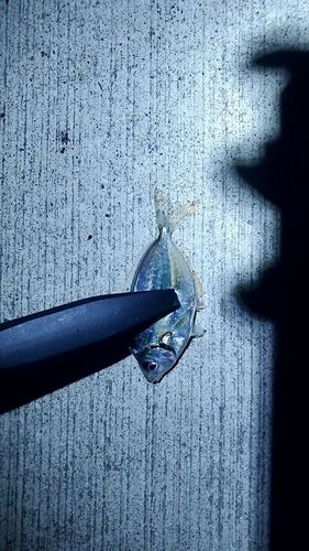 ヒイラギの釣果