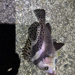 コショウダイ