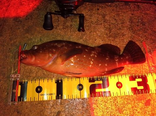 アコウの釣果