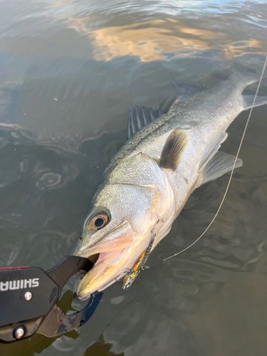釣果