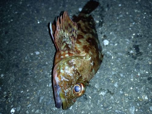カサゴの釣果