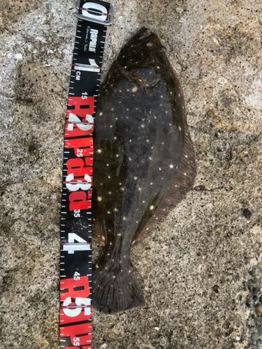 ソゲの釣果