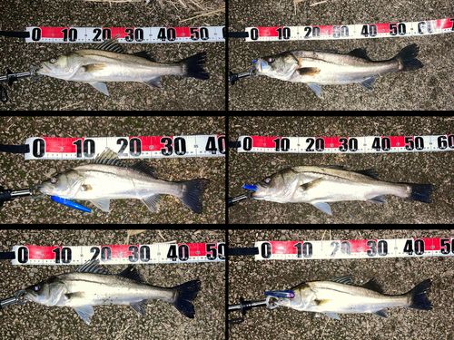シーバスの釣果