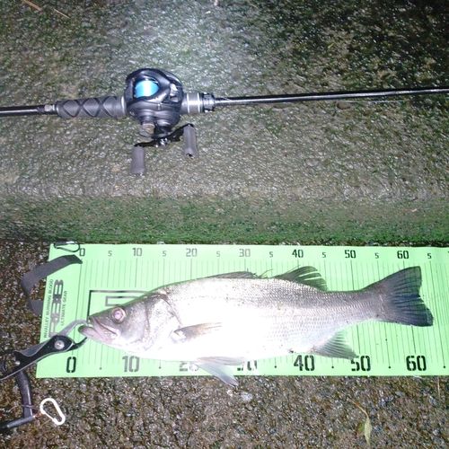 ヒラスズキの釣果